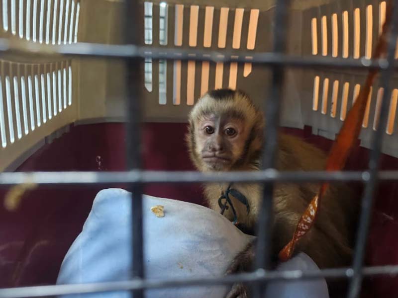 Nearly 20,000 animals seized in global wildlife trafficking crackdown